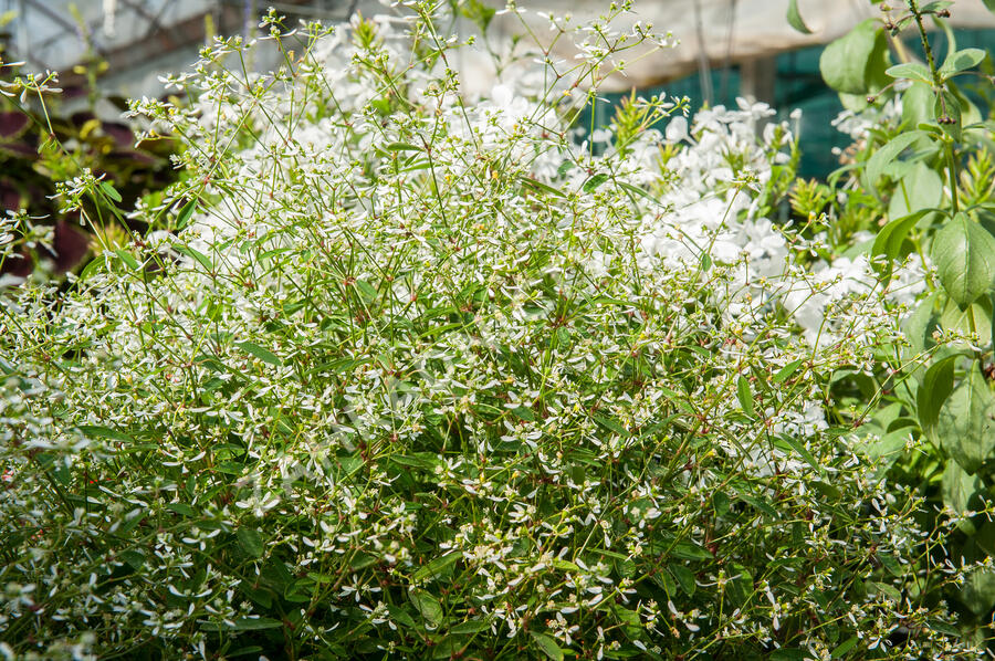 Pryšec třezalkovitý 'Silver Fog' - Euphorbia hypericifolia 'Silver Fog'