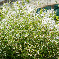 Pryšec třezalkovitý 'Silver Fog' - Euphorbia hypericifolia 'Silver Fog'