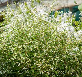 Pryšec třezalkovitý 'Silver Fog' - Euphorbia hypericifolia 'Silver Fog'