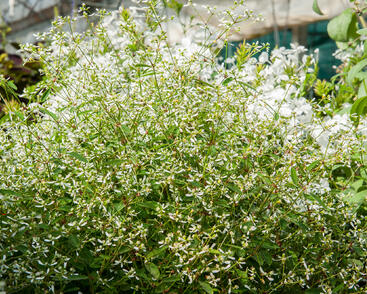 Pryšec třezalkovitý 'Silver Fog'