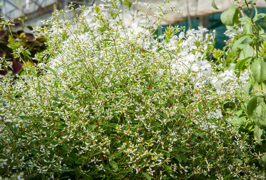 Pryšec třezalkovitý 'Silver Fog' - Euphorbia hypericifolia 'Silver Fog'