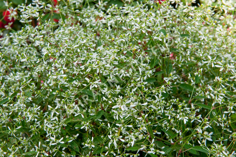 Pryšec třezalkovitý 'Silver Fog' - Euphorbia hypericifolia 'Silver Fog'