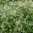 Pryšec třezalkovitý 'Silver Fog' - Euphorbia hypericifolia 'Silver Fog'