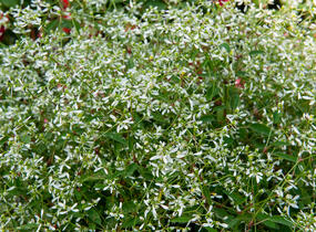 Pryšec třezalkovitý 'Silver Fog' - Euphorbia hypericifolia 'Silver Fog'