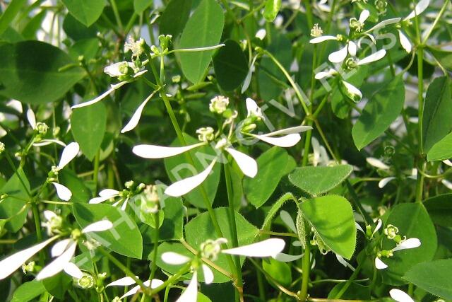 Pryšec třezalkovitý 'Silver Fog' - Euphorbia hypericifolia 'Silver Fog'
