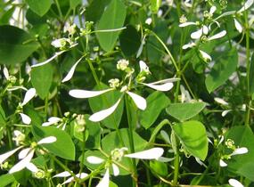 Pryšec třezalkovitý 'Silver Fog' - Euphorbia hypericifolia 'Silver Fog'
