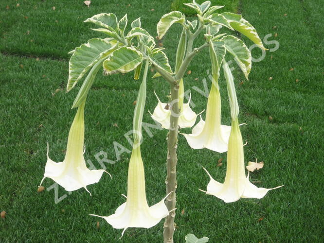 Durman 'Variegata' - Brugmansia (Datura) arborea 'Variegata'
