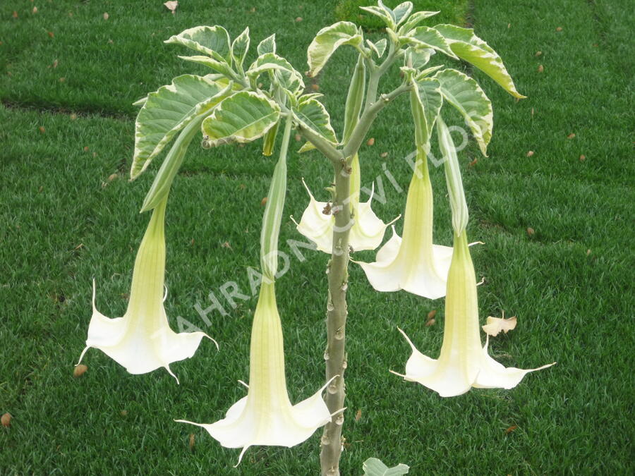 Durman 'Variegata' - Brugmansia (Datura) arborea 'Variegata'