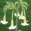 Durman 'Variegata' - Brugmansia (Datura) arborea 'Variegata'