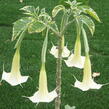 Durman 'Variegata' - Brugmansia (Datura) arborea 'Variegata'