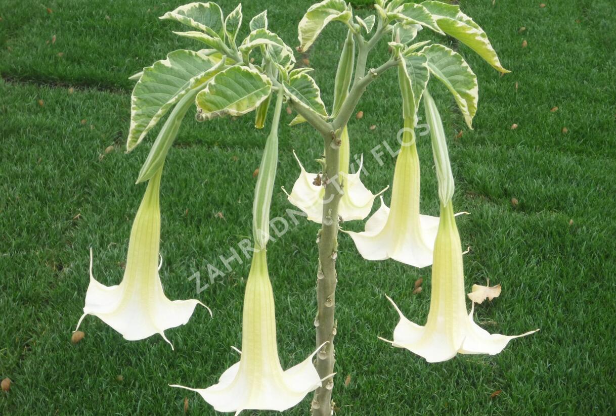 Durman 'Variegata' - Brugmansia (Datura) arborea 'Variegata'