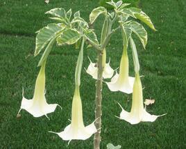 Durman 'Variegata'