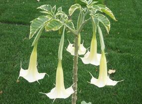 Durman 'Variegata' - Brugmansia (Datura) arborea 'Variegata'