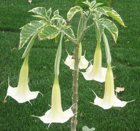 Durman 'Variegata' - Brugmansia (Datura) arborea 'Variegata'