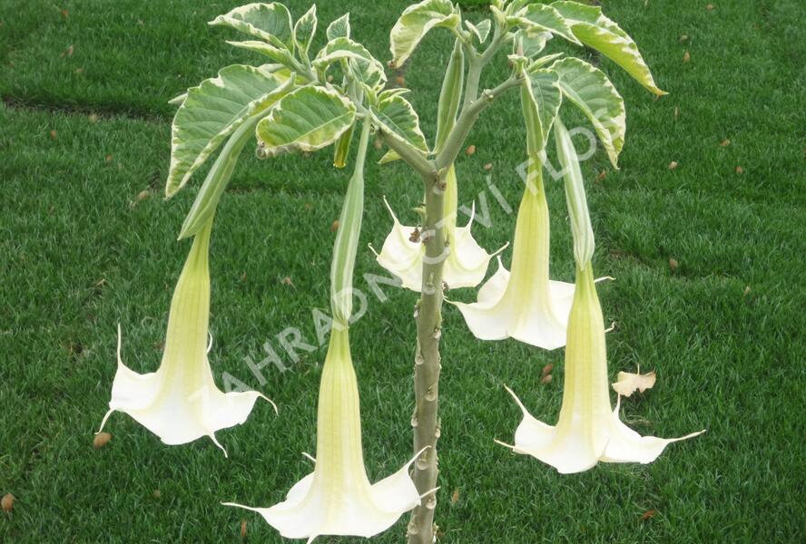 Durman 'Variegata' - Brugmansia (Datura) arborea 'Variegata'