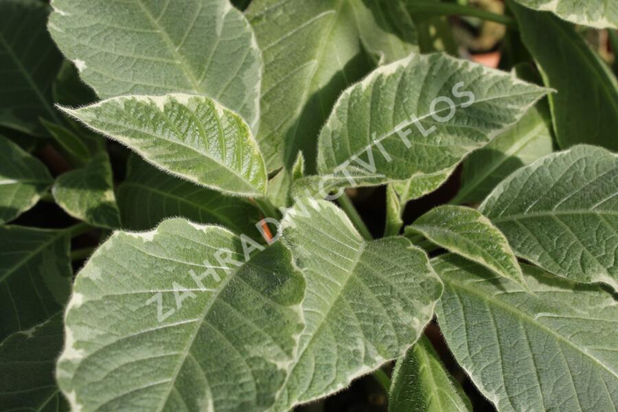 Durman 'Variegata' - Brugmansia (Datura) arborea 'Variegata'