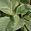 Durman 'Variegata' - Brugmansia (Datura) arborea 'Variegata'