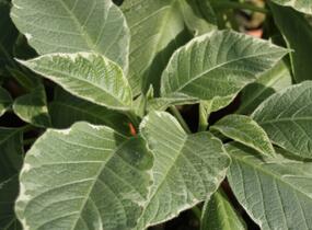 Durman 'Variegata' - Brugmansia (Datura) arborea 'Variegata'