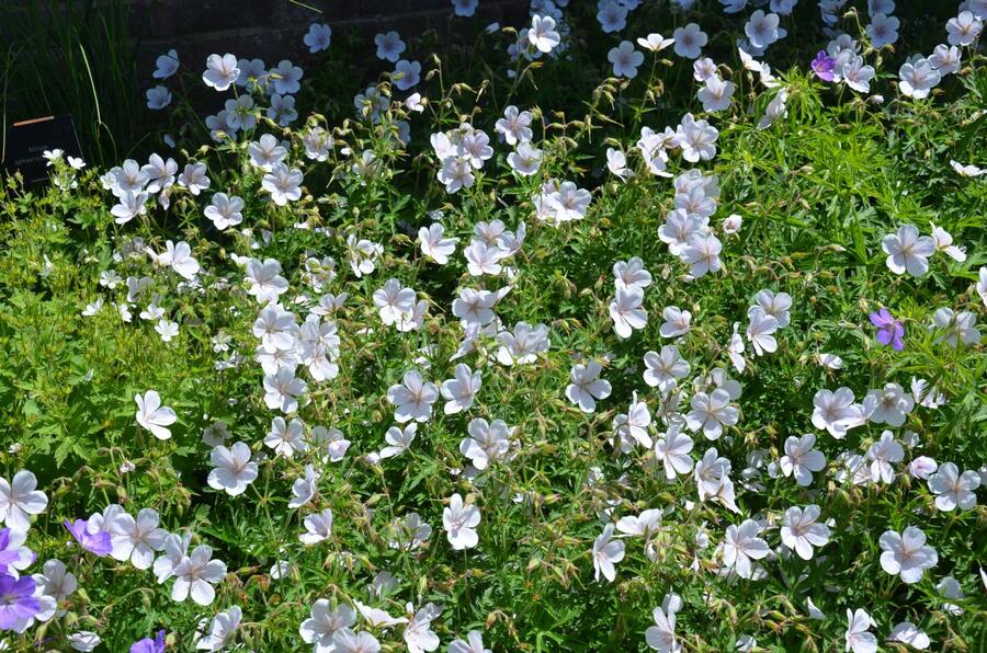 Kakost 'Kashmir White' - Geranium clarkei 'Kashmir White'