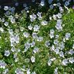 Kakost 'Kashmir White' - Geranium clarkei 'Kashmir White'