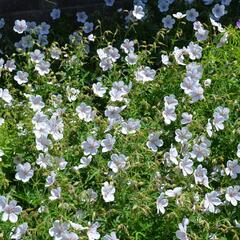 Kakost 'Kashmir White' - Geranium clarkei 'Kashmir White'