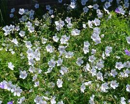 Kakost 'Kashmir White'