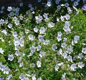 Kakost 'Kashmir White' - Geranium clarkei 'Kashmir White'