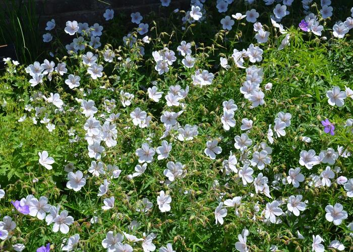 Kakost 'Kashmir White' - Geranium clarkei 'Kashmir White'