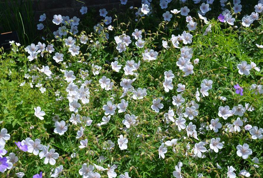 Kakost 'Kashmir White' - Geranium clarkei 'Kashmir White'