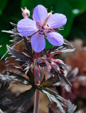 Kakost luční 'Dark Reiter' - Geranium pratense 'Dark Reiter'