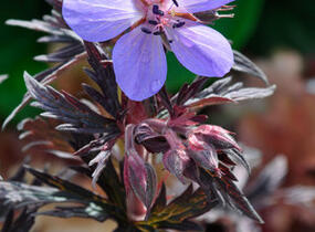 Kakost luční 'Dark Reiter' - Geranium pratense 'Dark Reiter'