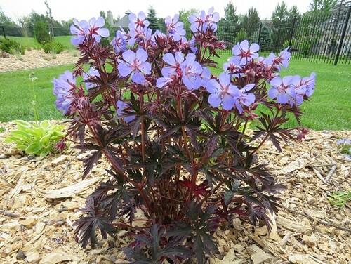 Kakost luční 'Dark Reiter' - Geranium pratense 'Dark Reiter'