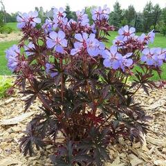 Kakost luční 'Dark Reiter' - Geranium pratense 'Dark Reiter'