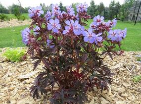 Kakost luční 'Dark Reiter' - Geranium pratense 'Dark Reiter'