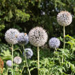 Bělotrn kulatohlavý 'Arctic Glow' - Echinops sphaerocephalus 'Arctic Glow'