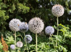 Bělotrn kulatohlavý 'Arctic Glow' - Echinops sphaerocephalus 'Arctic Glow'