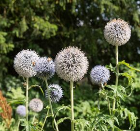 Bělotrn kulatohlavý 'Arctic Glow' - Echinops sphaerocephalus 'Arctic Glow'