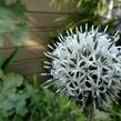 Bělotrn kulatohlavý 'Arctic Glow' - Echinops sphaerocephalus 'Arctic Glow'