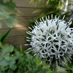 Bělotrn kulatohlavý 'Arctic Glow' - Echinops sphaerocephalus 'Arctic Glow'