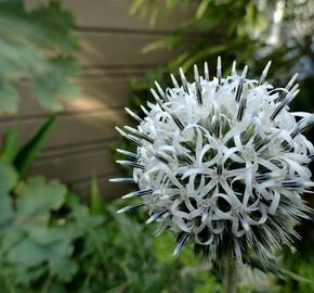 Bělotrn kulatohlavý 'Arctic Glow' - Echinops sphaerocephalus 'Arctic Glow'