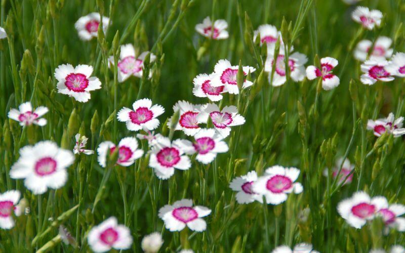 Hvozdík kropenatý 'Arctic Fire' - Dianthus deltoides 'Arctic Fire'