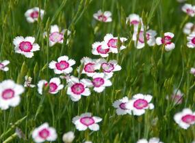 Hvozdík kropenatý 'Arctic Fire' - Dianthus deltoides 'Arctic Fire'