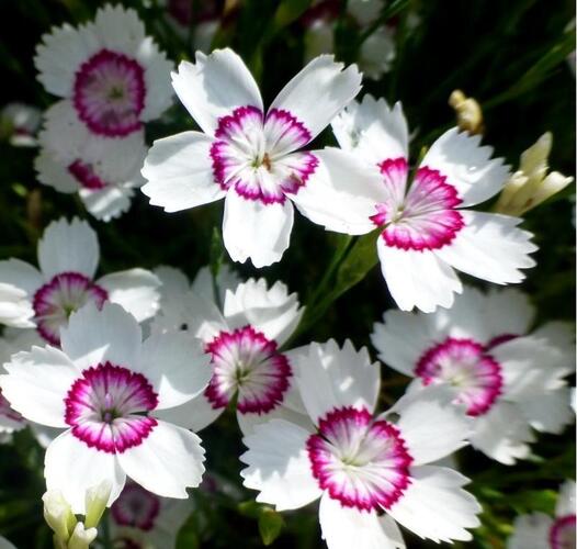 Hvozdík kropenatý 'Arctic Fire' - Dianthus deltoides 'Arctic Fire'