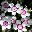 Hvozdík kropenatý 'Arctic Fire' - Dianthus deltoides 'Arctic Fire'