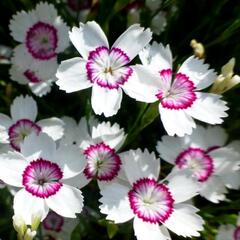 Hvozdík kropenatý 'Arctic Fire' - Dianthus deltoides 'Arctic Fire'