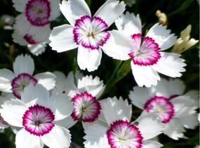 Hvozdík kropenatý 'Arctic Fire' - Dianthus deltoides 'Arctic Fire'