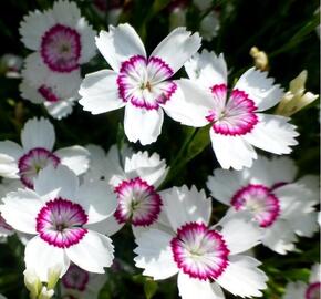 Hvozdík kropenatý 'Arctic Fire' - Dianthus deltoides 'Arctic Fire'