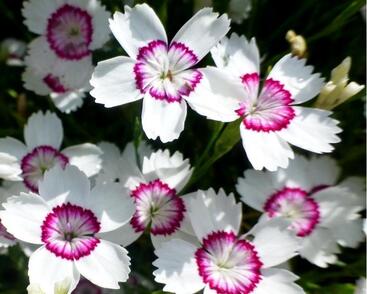 Hvozdík kropenatý 'Arctic Fire'