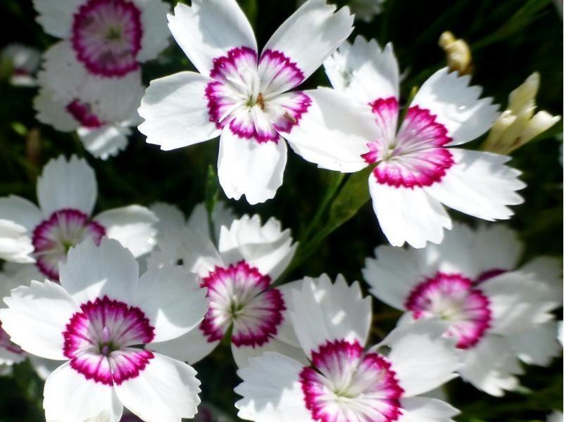 Hvozdík kropenatý 'Arctic Fire' - Dianthus deltoides 'Arctic Fire'