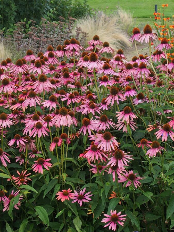 Třapatkovka nachová - Echinacea purpurea